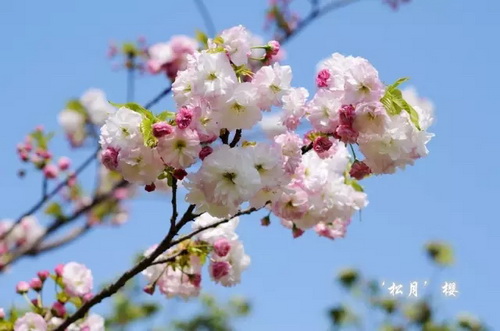 Cherry trees in mid spring