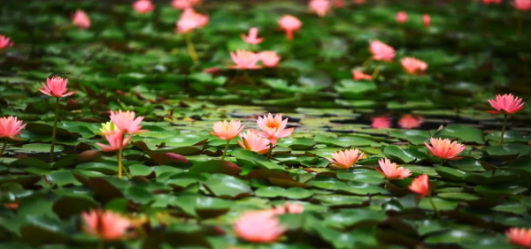 Cheshan to host water lily exhibition