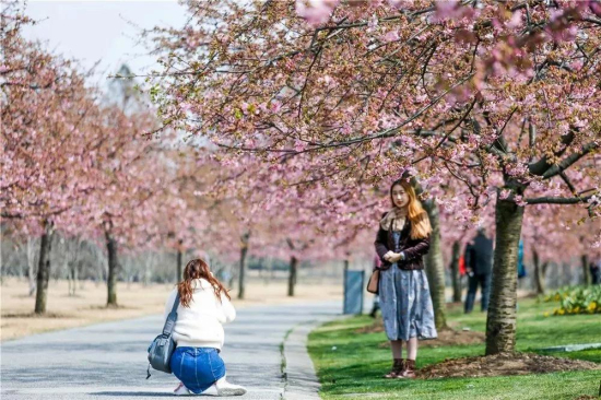 Cherry blossoms in full bloom