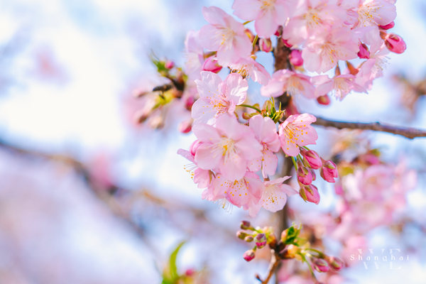 Cherry blossoms bring early spring to Chenshan Botanical Garden