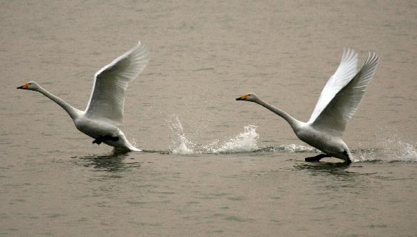 Swan paradise in N China's wetland