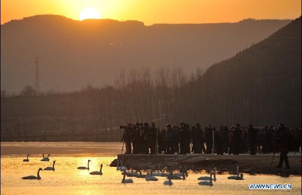 Swans from Siberia spend winter in China's Shanxi