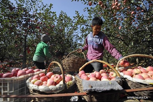 Apples harvest in China's Shanxi