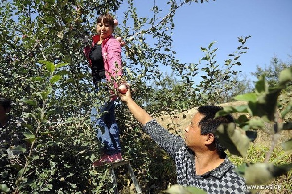 Apples harvest in China's Shanxi