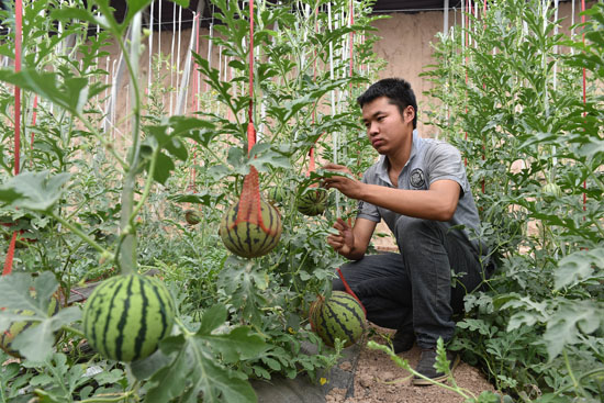 Young men in their agricultural careers