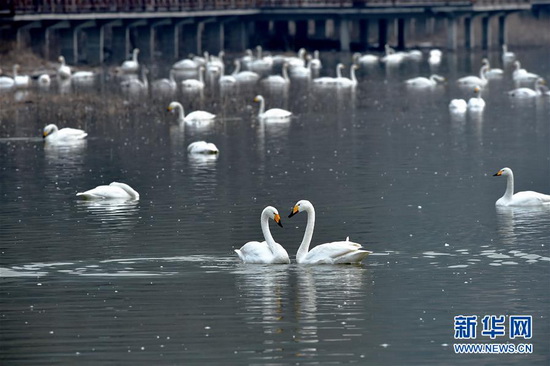 Wetland of Yellow River welcomes swans