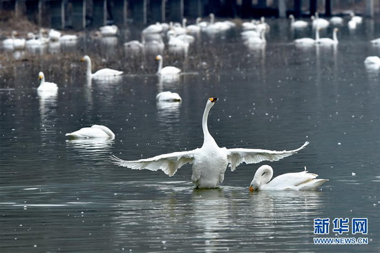 Wetland of Yellow River welcomes swans