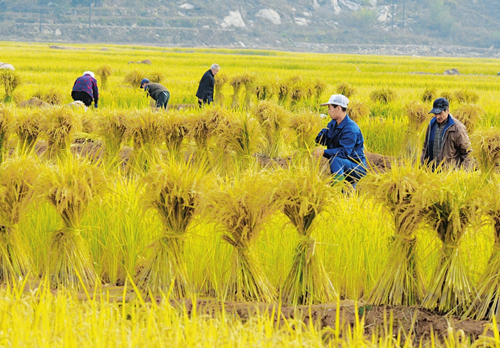 Compound agroecosystem benefits farmers