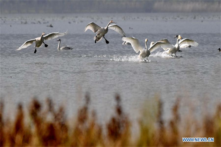 Whooper swans fly to spend winter in China's Shanxi