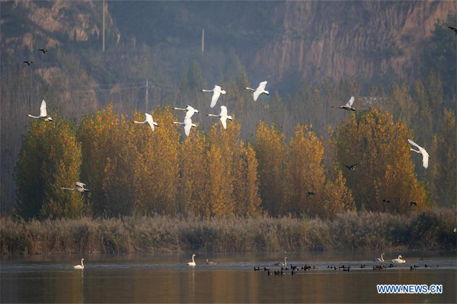 Whooper swans fly to spend winter in China's Shanxi