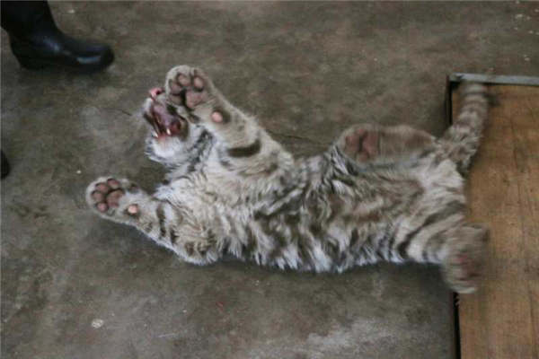 Taiyuan Zoo sets up 'white tiger kindergarten'