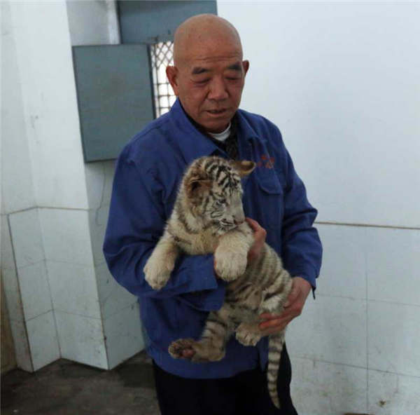 Taiyuan Zoo sets up 'white tiger kindergarten'