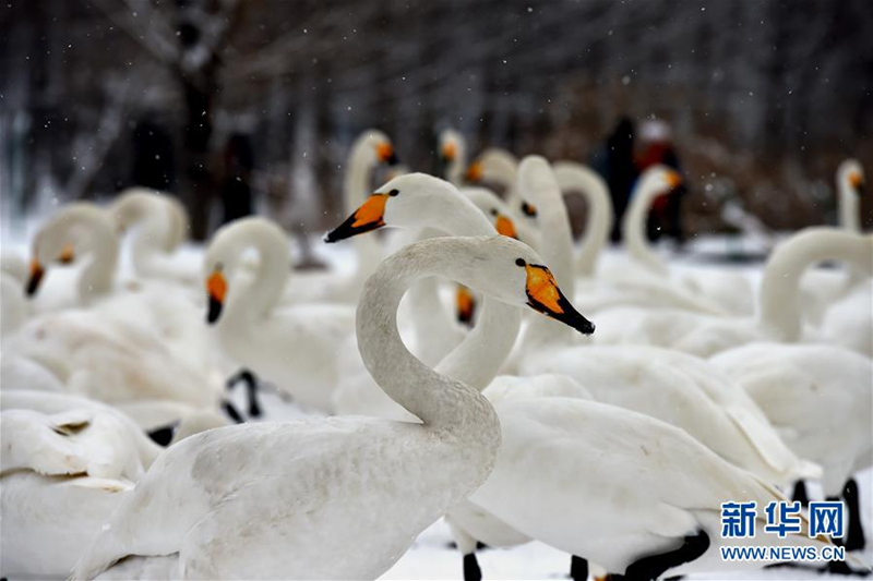 Swans in snowy Pinglu county