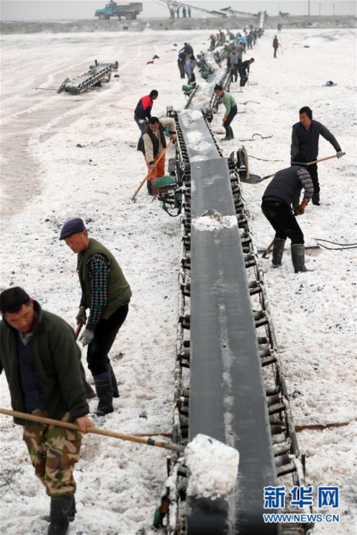 Workers harvest salt at Yanhu Lake