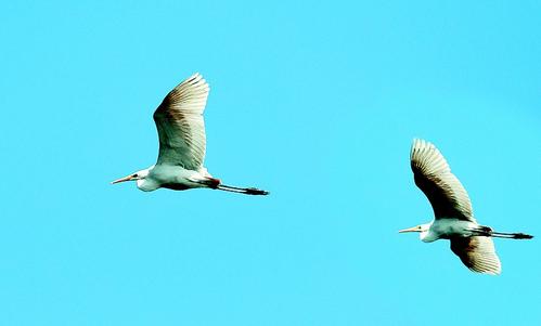 Shanxi scenic area attracts rare birds