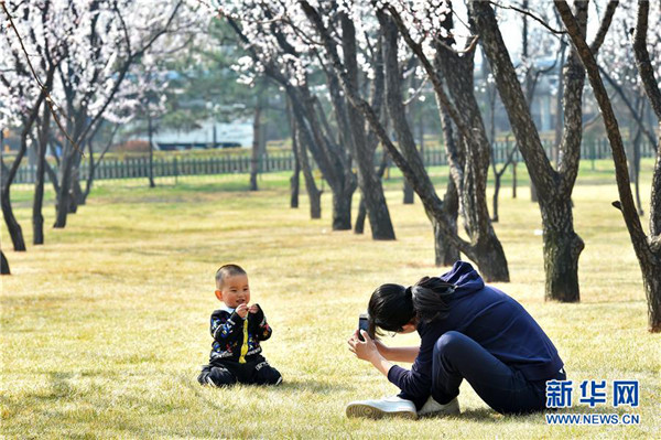 Apricot blossoms decorate Fenyang city