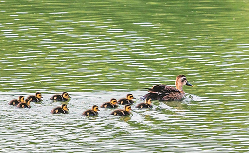 Yanhu Lake provides birdwatchers' paradise