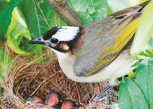 Yanhu Lake provides birdwatchers' paradise