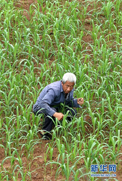 E-commerce helps Shanxi village sell farm produce