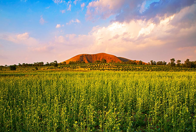 Cole flowers flourish at the feet of volcanoes