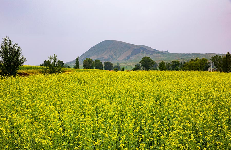 Cole flowers flourish at the feet of volcanoes