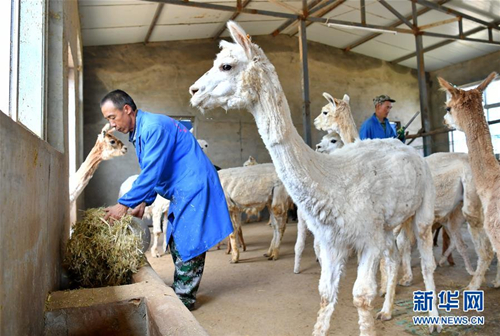 Alpaca breeding helps fight poverty in Shanxi