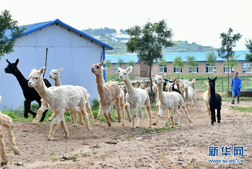 Alpaca breeding helps fight poverty in Shanxi