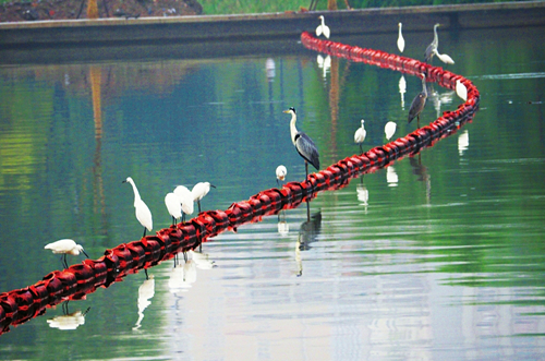 Ergets flock to Fenhe River