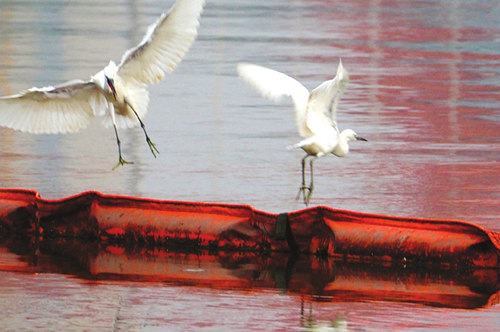 Ergets flock to Fenhe River