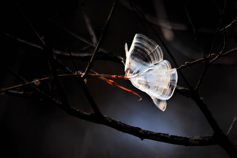 Ice shaped like butterflies appears in Shanxi