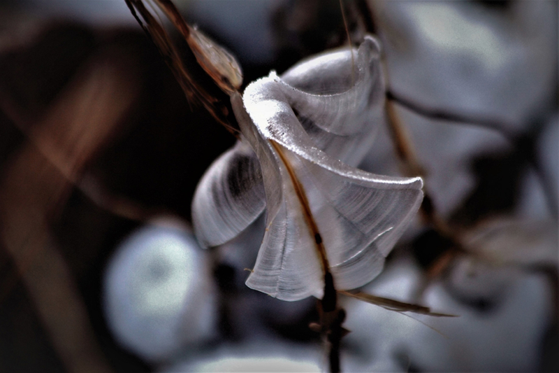 Ice shaped like butterflies appears in Shanxi