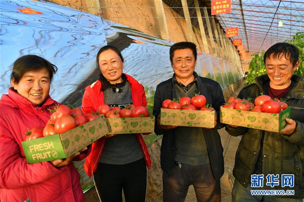 Technology helps Shanxi farmers grow juicy tomatoes