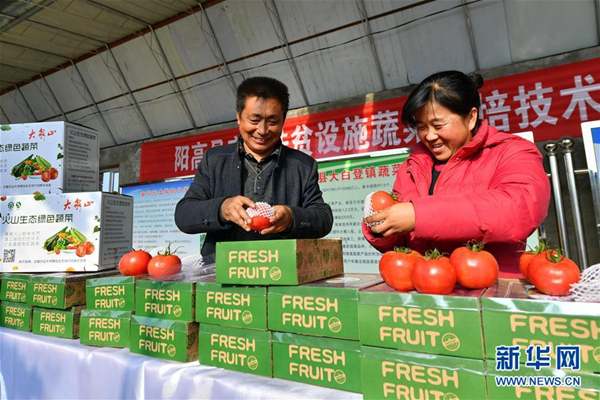 Technology helps Shanxi farmers grow juicy tomatoes