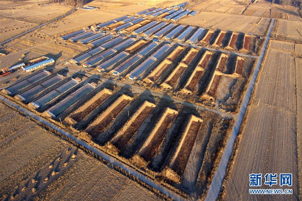 Technology helps Shanxi farmers grow juicy tomatoes