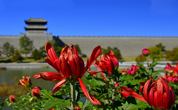 Datong ushers in chrysanthemum season