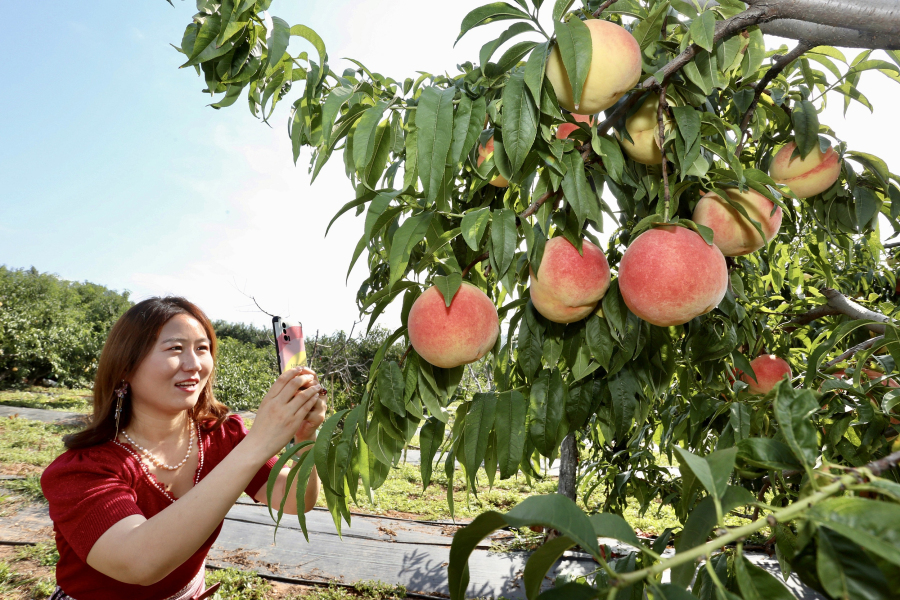 Feicheng enters peach-picking season