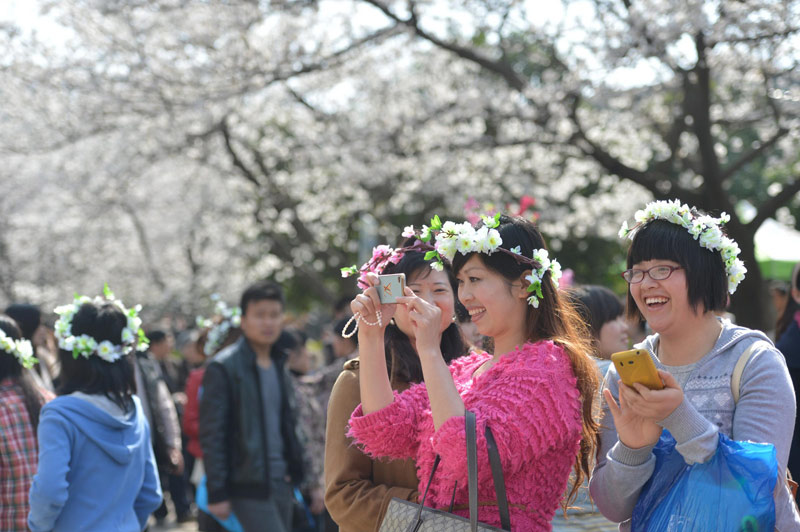 Visitors flock to cherry blossoms