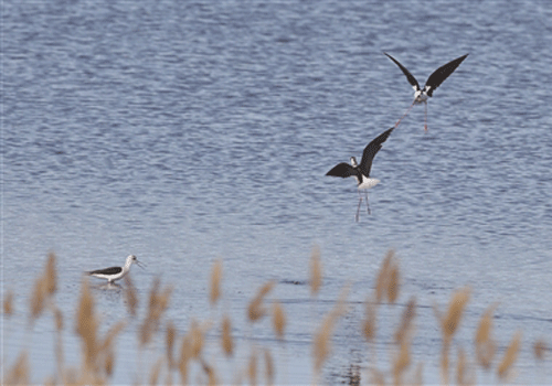 Birds migrate back to Karamay