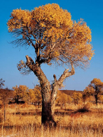 Euphrates poplar popular with photographers