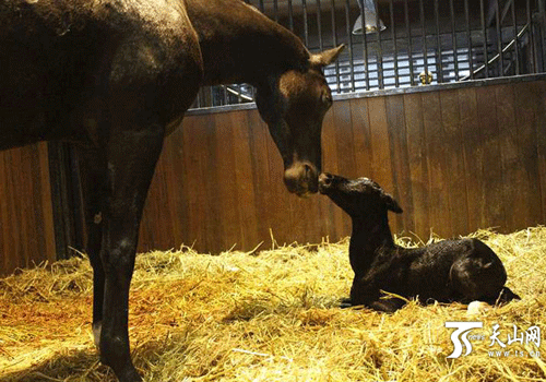 Urumqi horse breeding park welcomes Akhal-Teke foal