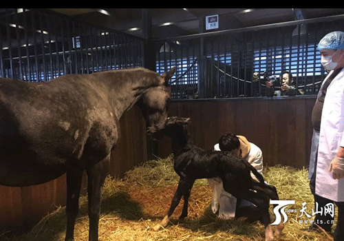 Urumqi horse breeding park welcomes Akhal-Teke foal