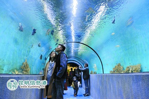 Kunming aquarium marks opening with mermaid swim