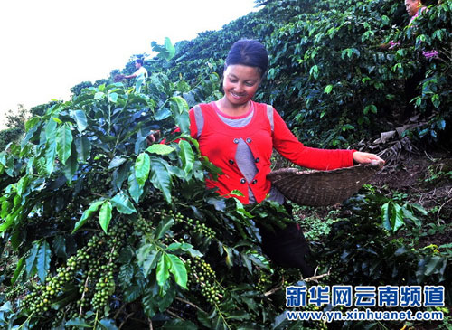 99 percent of Chinese coffee comes from Yunnan