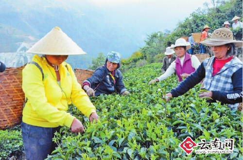 Yunnan’s sea of tea