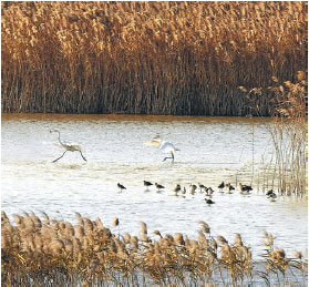 Rare birds return to Chongming Island