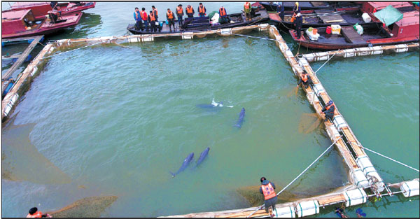 Relocating endangered porpoises