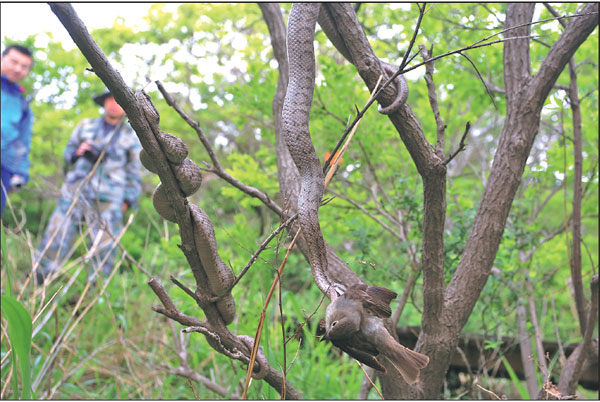 Researcher spends 16 years studying snake