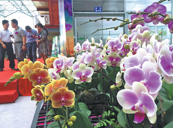 Orchids bloom for export boom