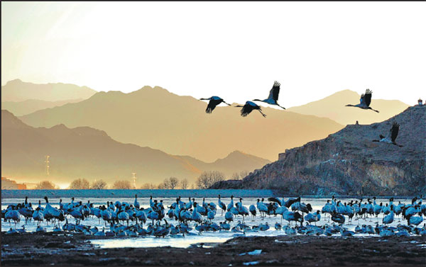 The bird man of Tibet