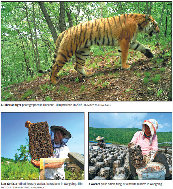 China's Siberian tigers come in from the cold